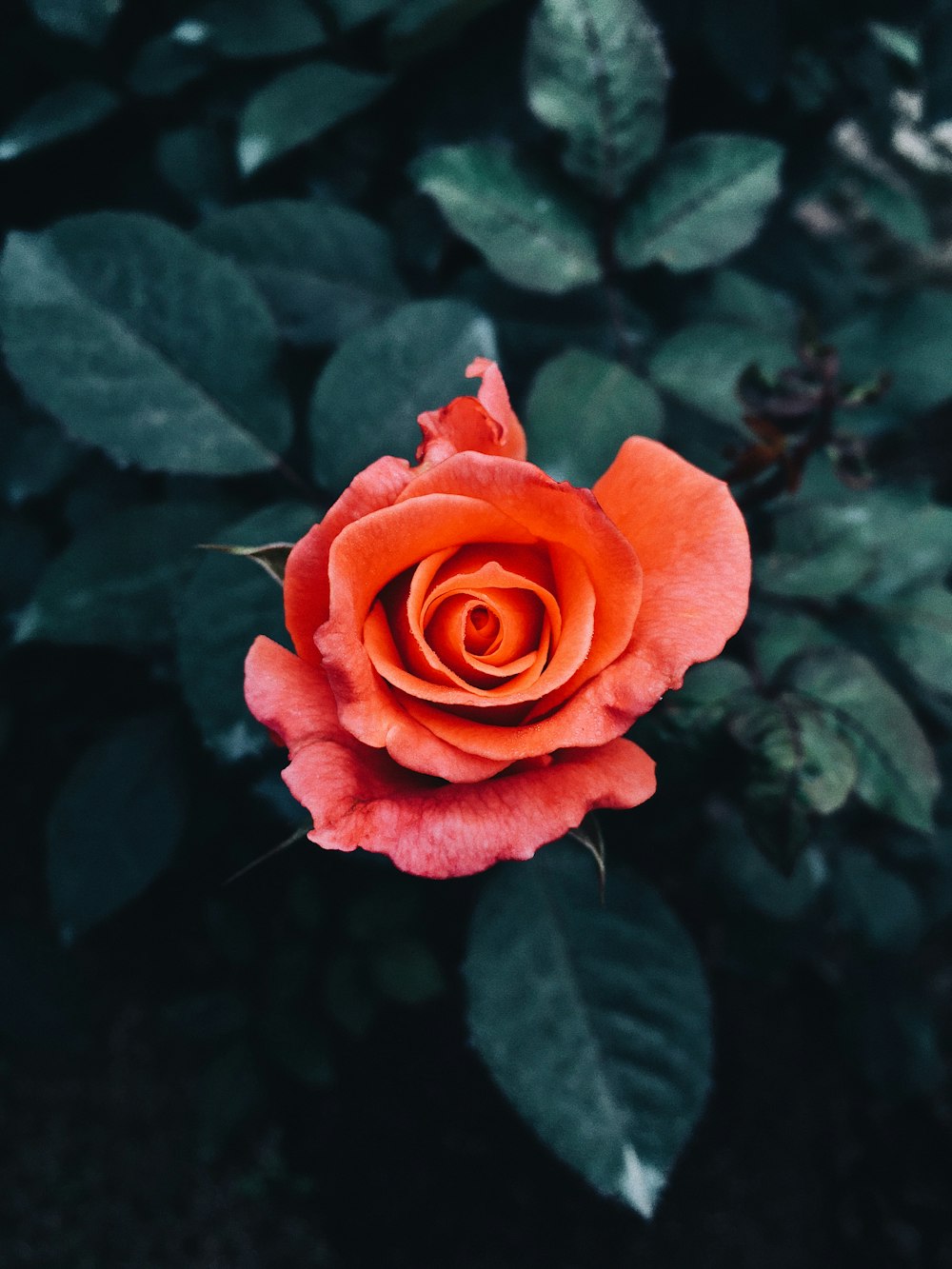 a close up of a flower