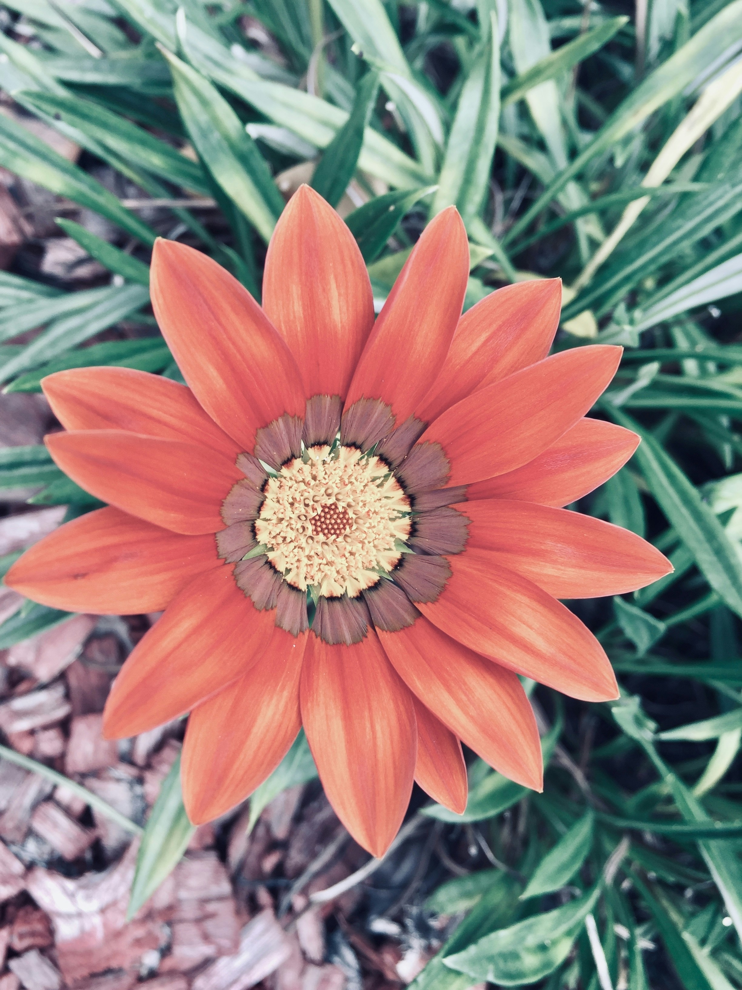 une fleur avec un centre jaune