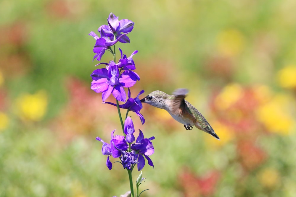 a bird on a flower