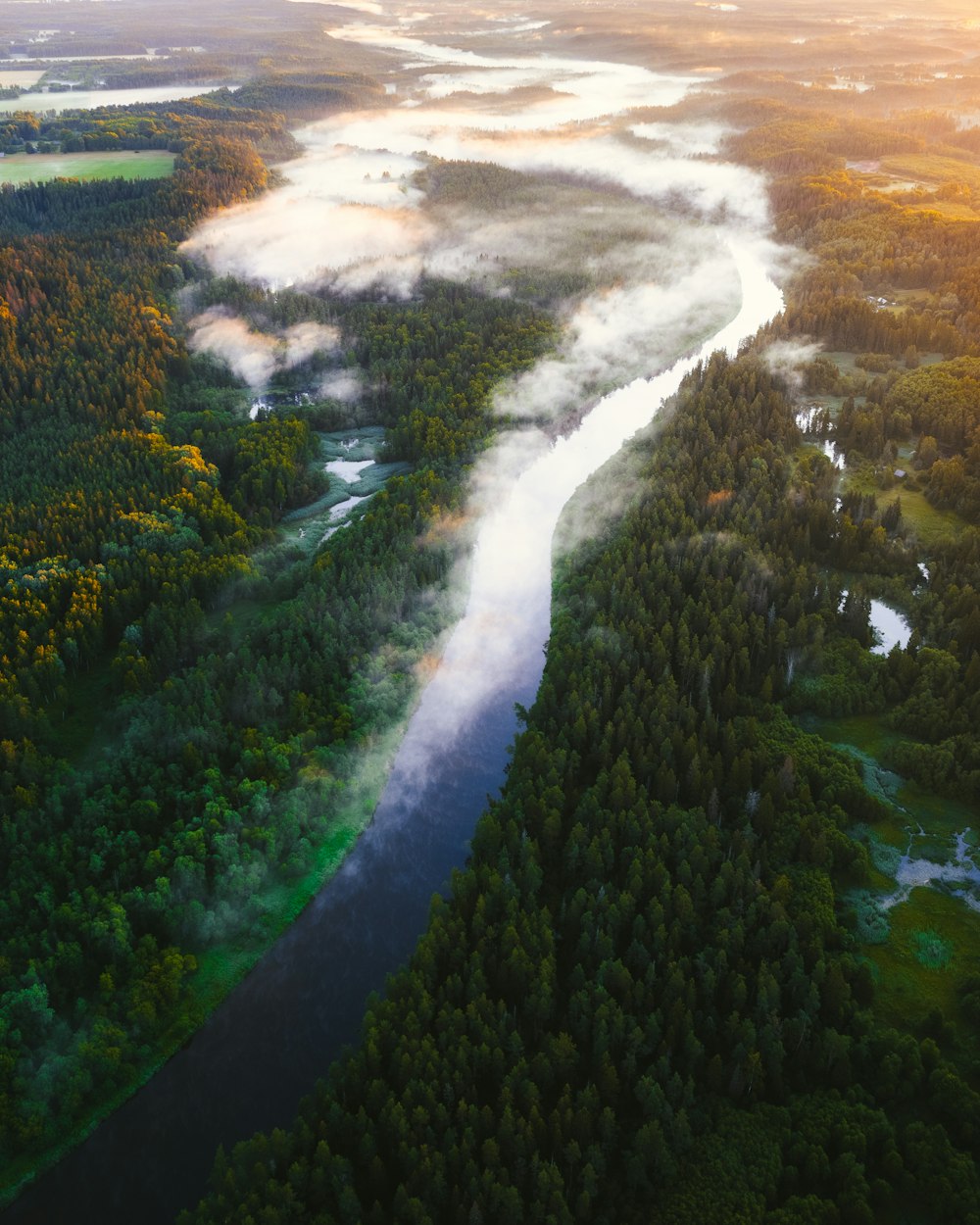 a river flowing through a forest