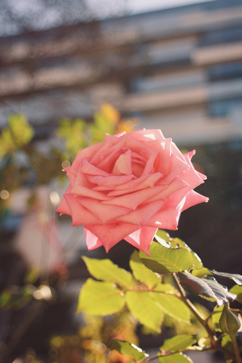 a pink rose on a bush