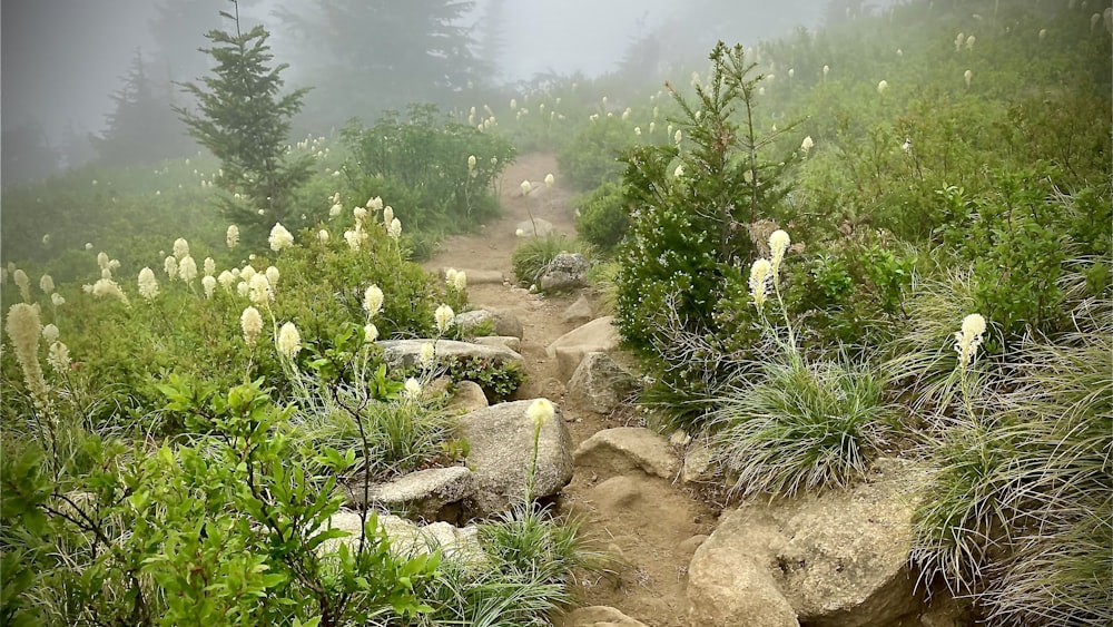 a rocky area with plants and trees