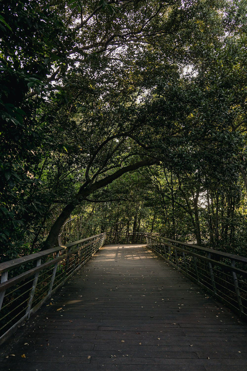 a wooden walkway with trees on either side of it