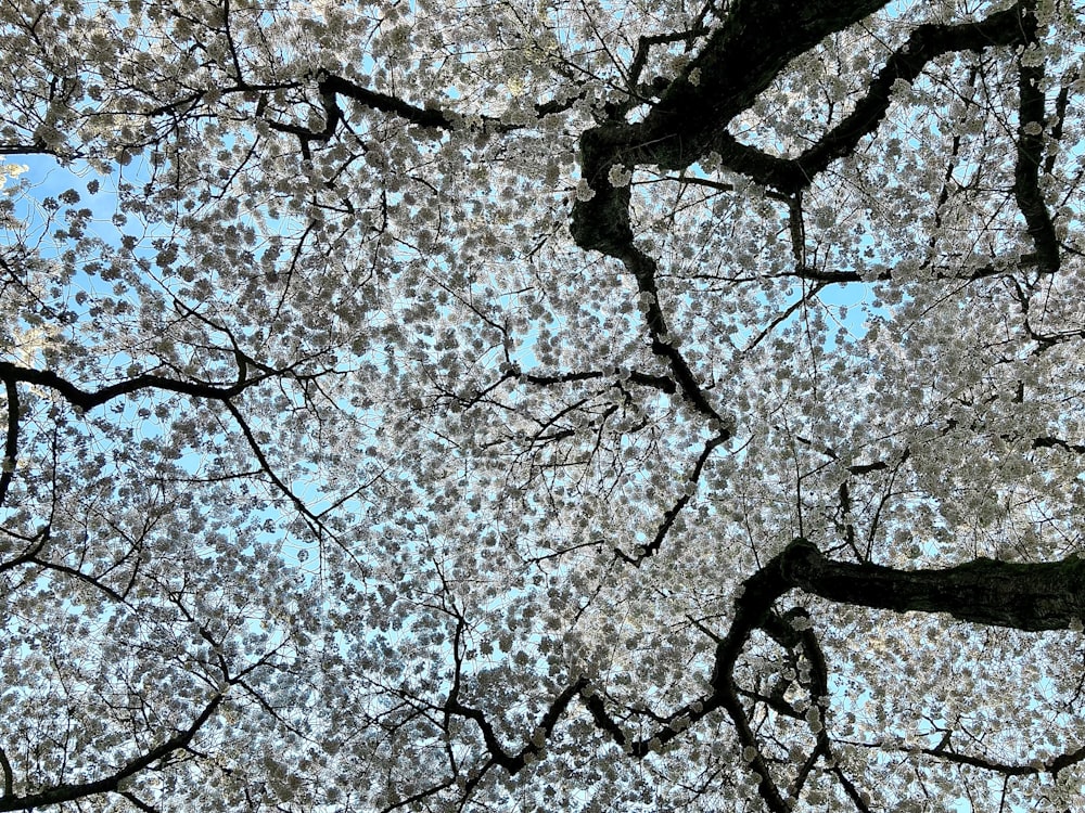 a group of trees with white flowers