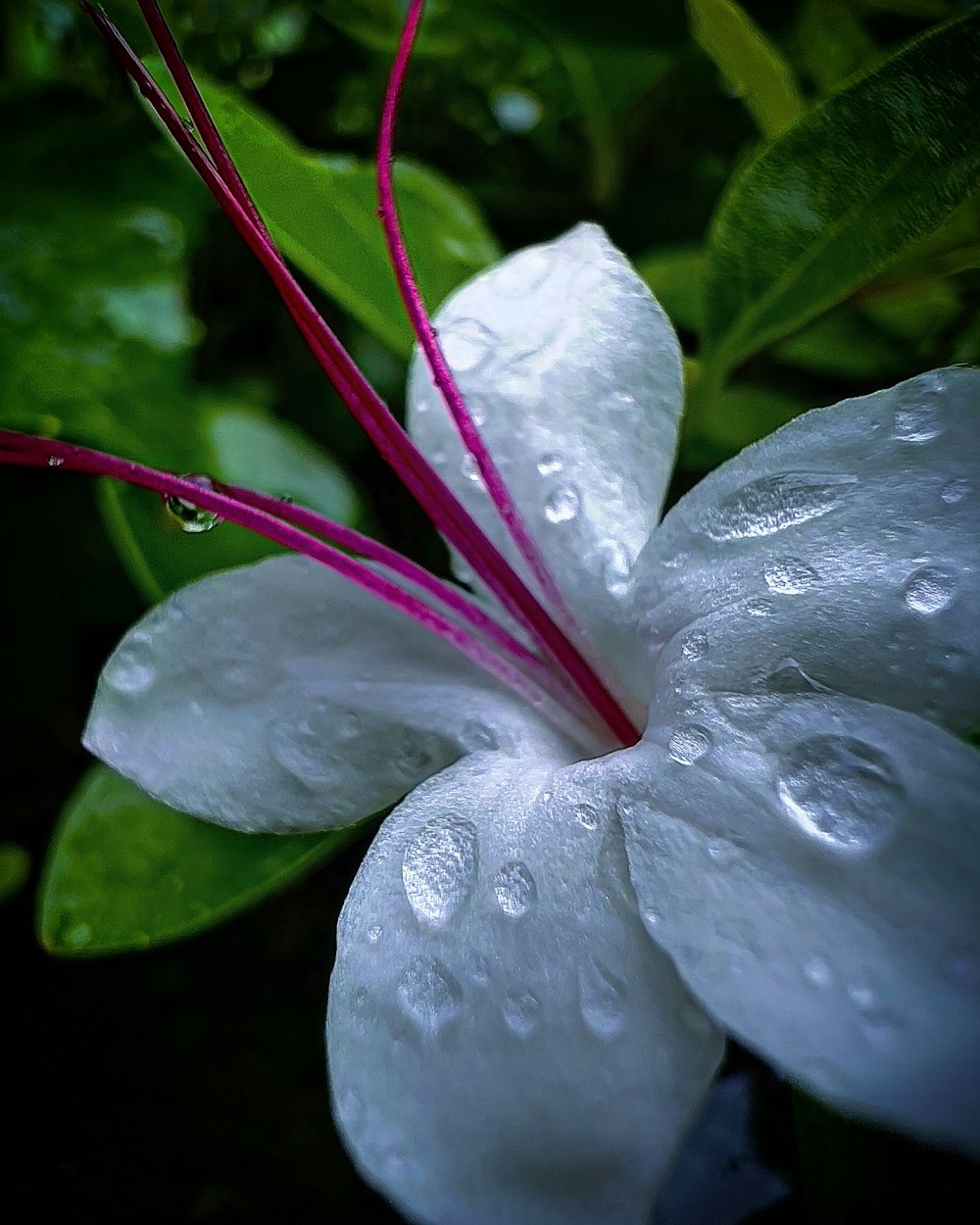 a close up of a flower