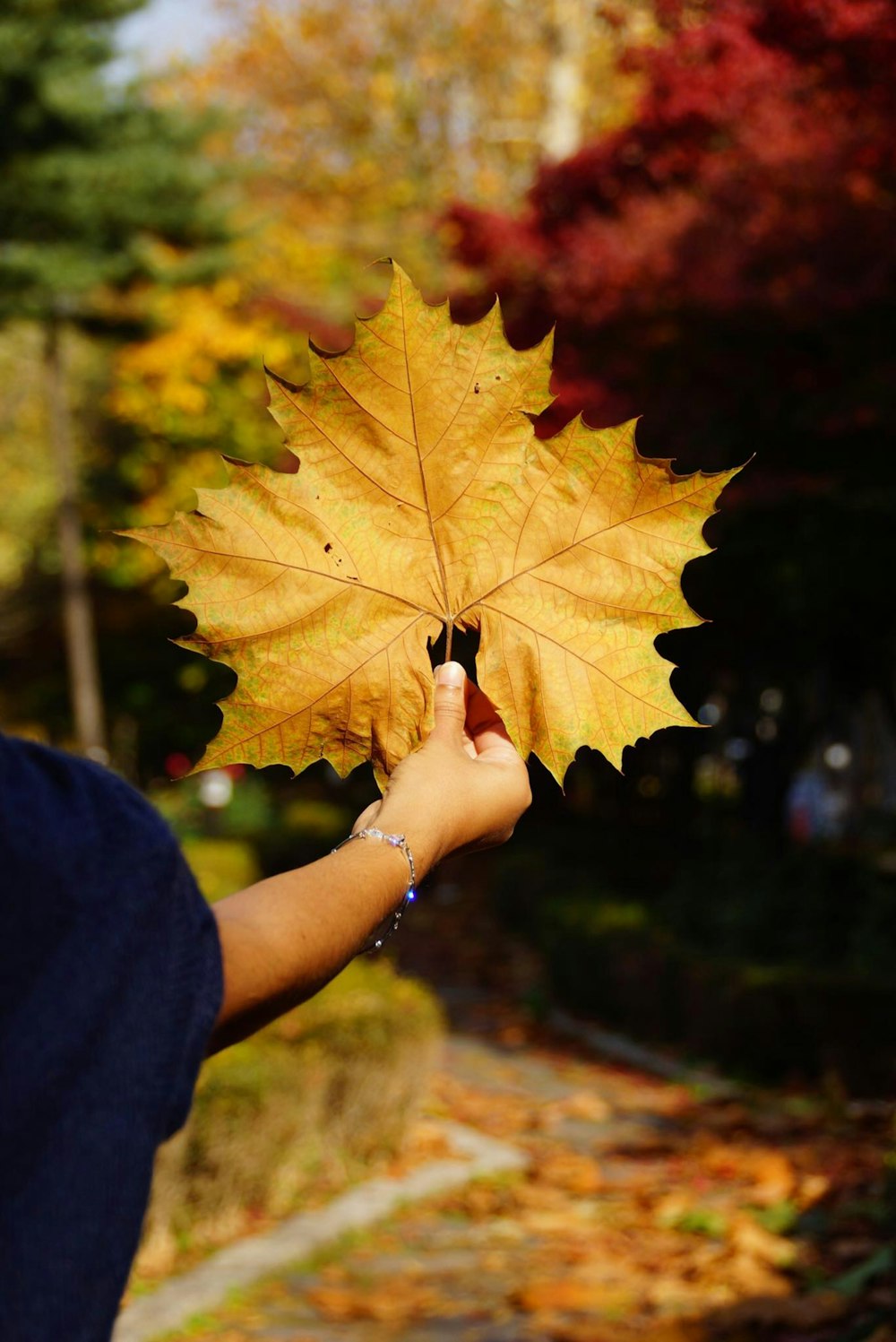 a person holding a leaf