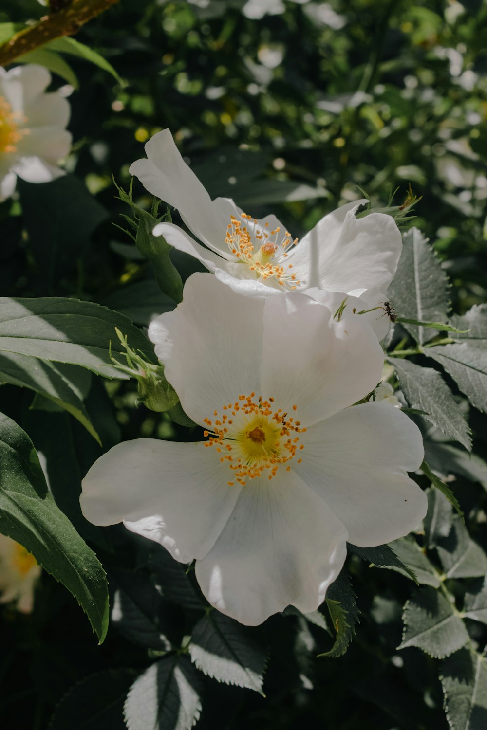 a white flower with yellow center