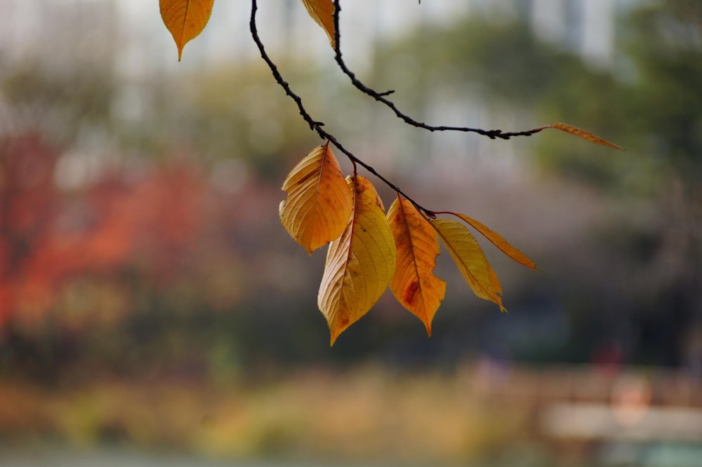 a close up of a tree branch