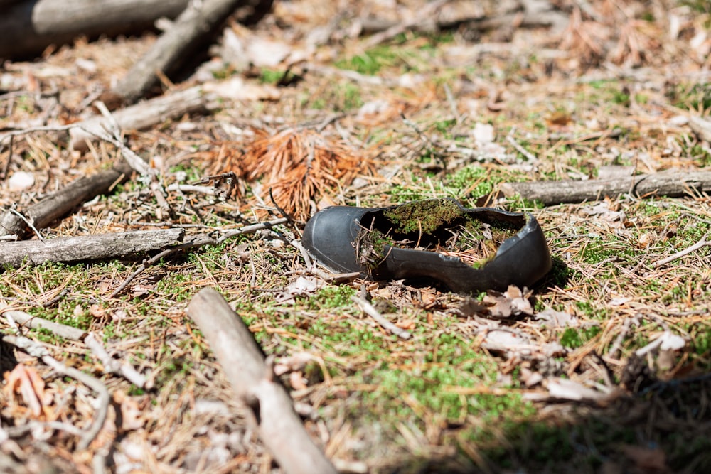 a black lizard on the ground