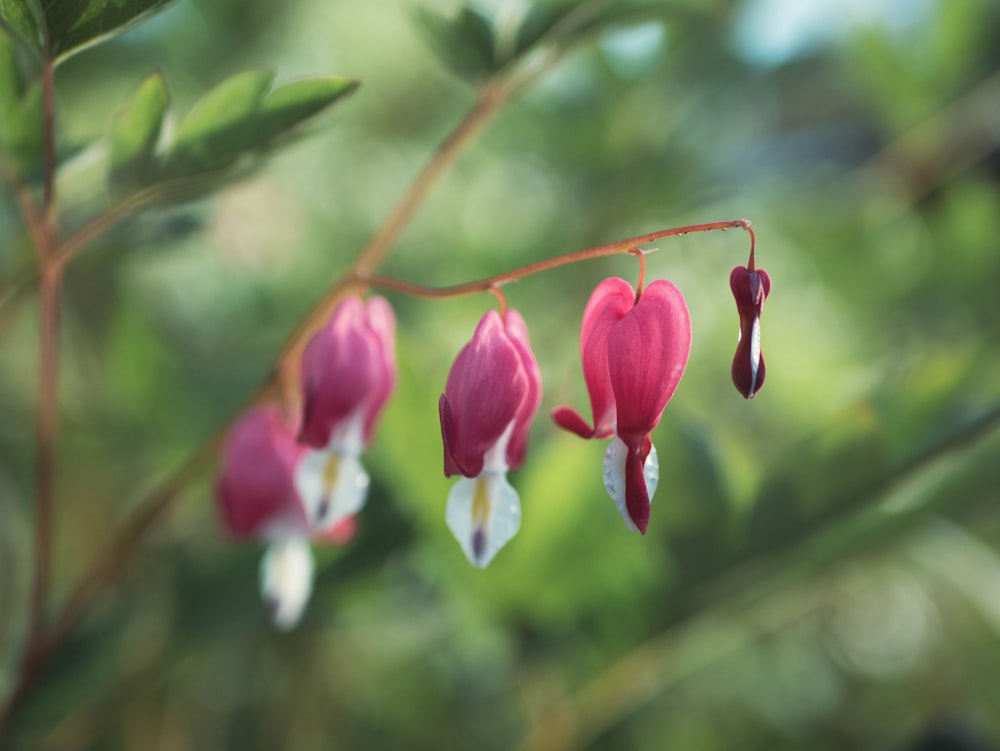 a close up of some flowers