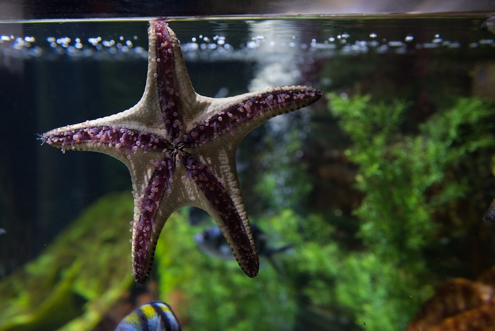 a starfish in a tank