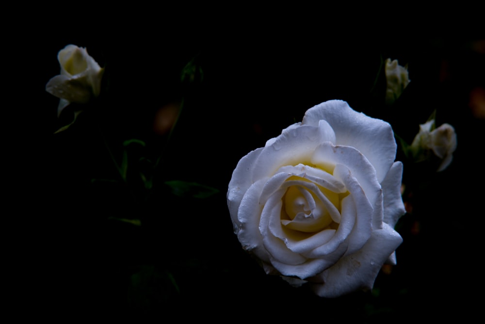 a close up of a white rose