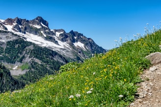 Snow-capped peaks of Gulmarg with vibrant wildflowers in the foreground.