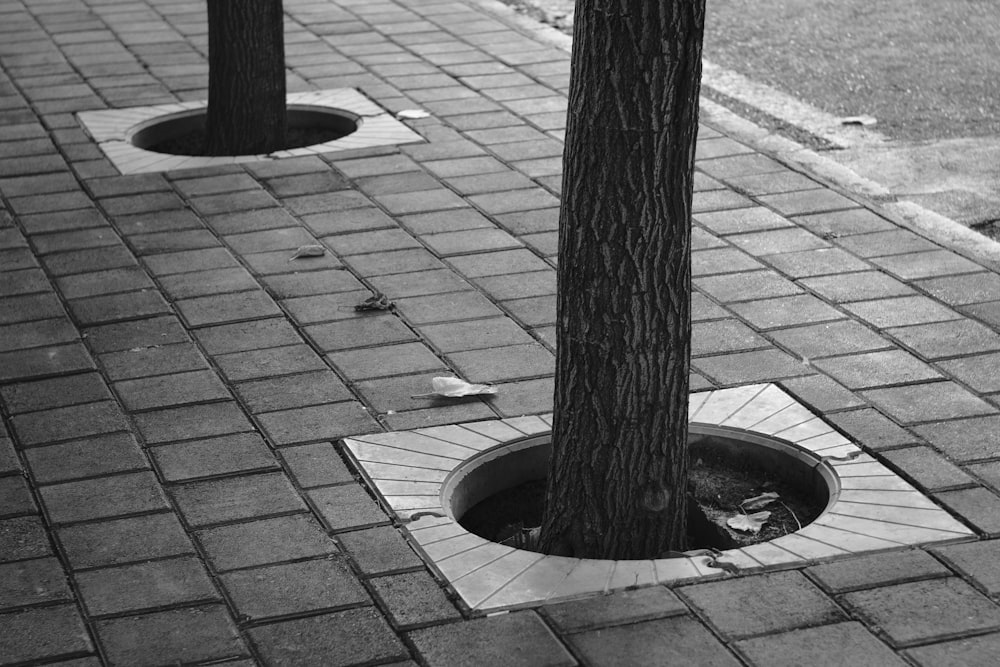 a tree in a circle