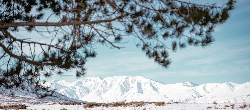 a snowy mountain with trees