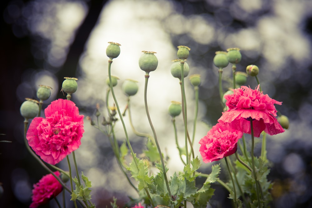 um grupo de flores