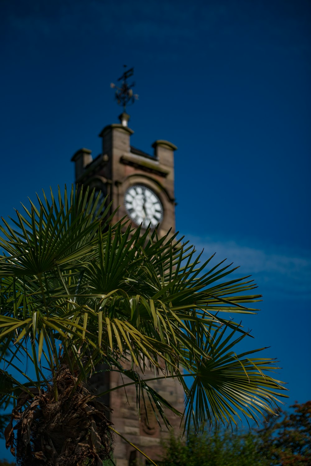 a clock tower behind palm trees