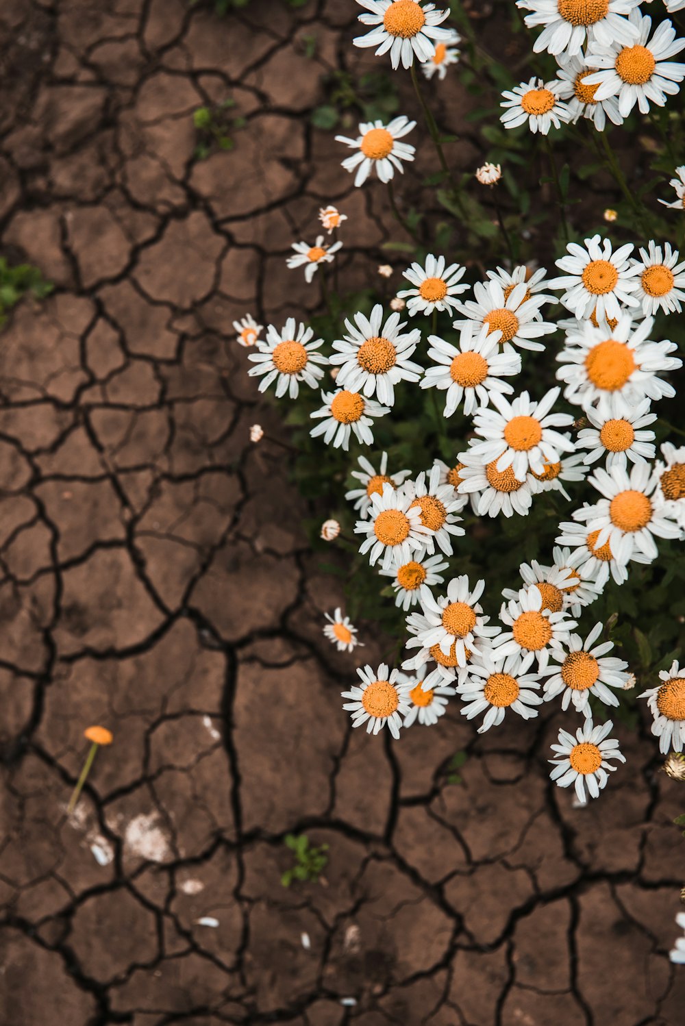 um grupo de flores