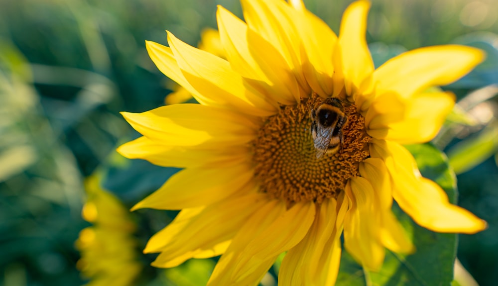 a bee on a yellow flower