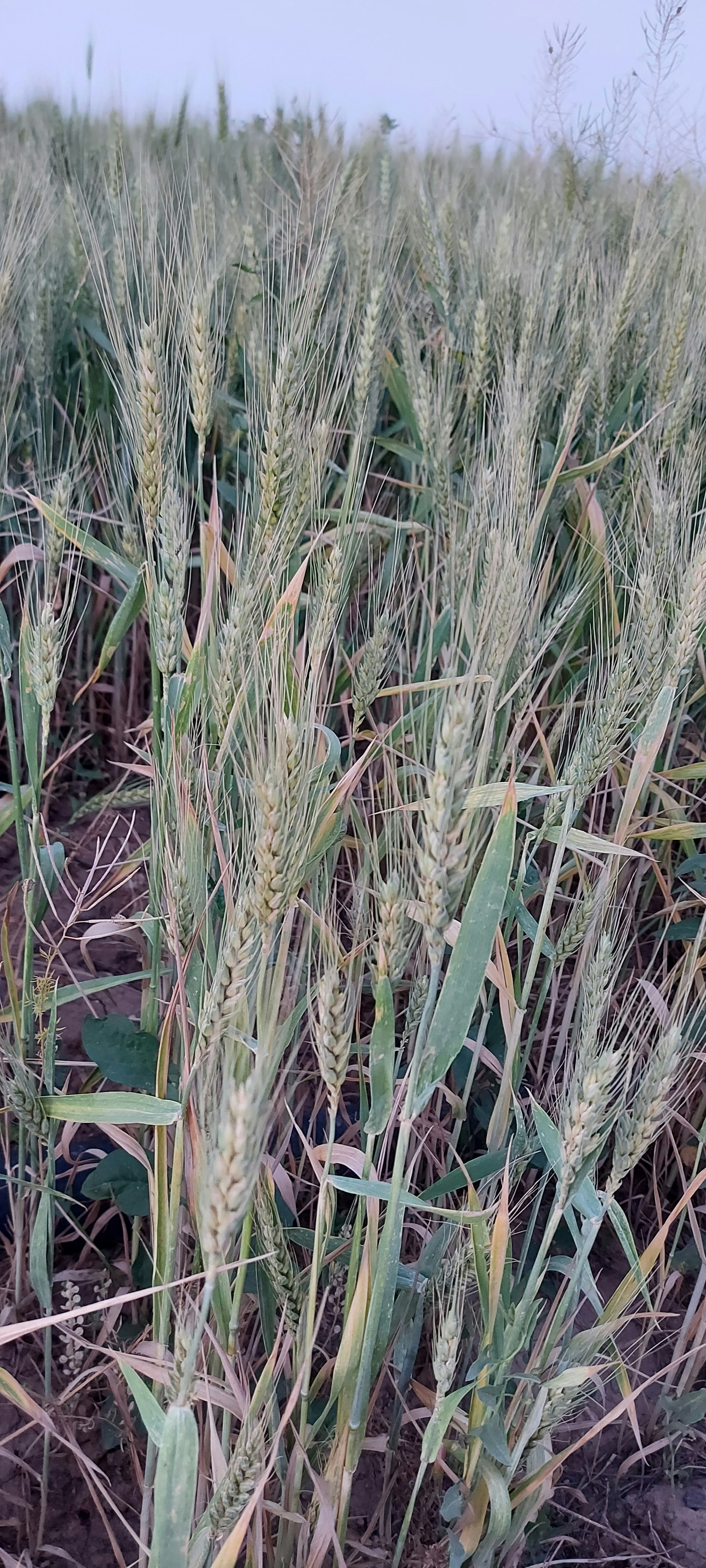 Photo by aminkatirae