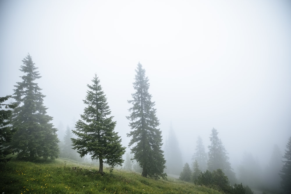 a foggy forest with trees