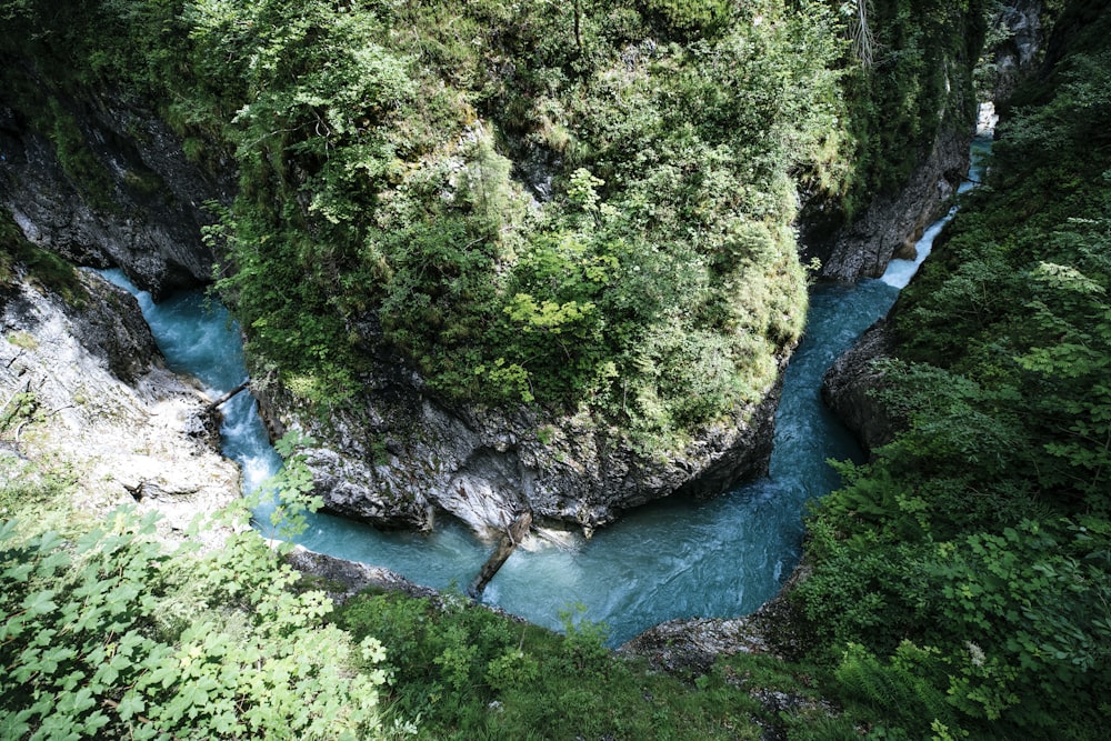 a river running through a forest