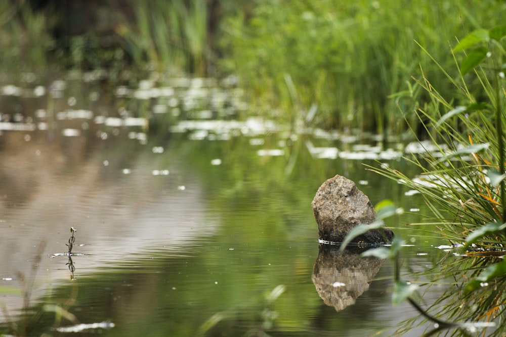 a duck swimming in a pond