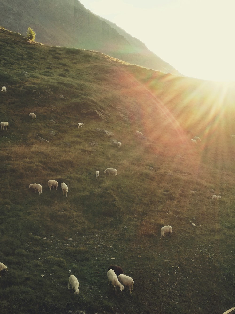 a group of sheep grazing on a hill
