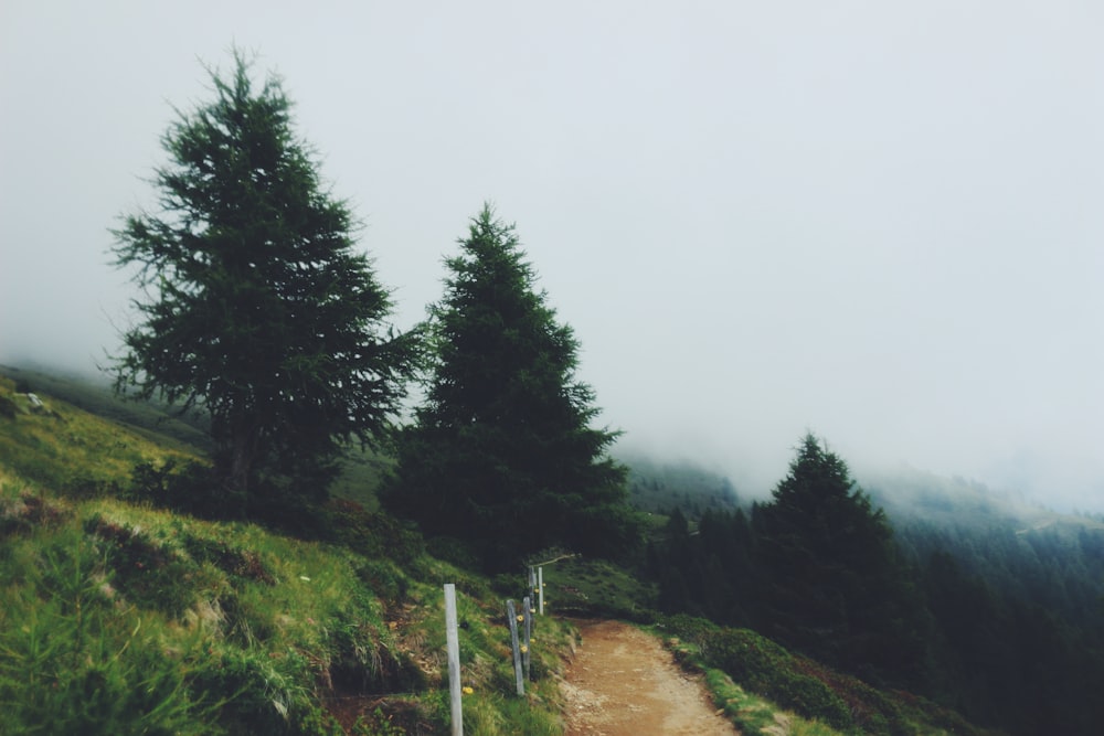 a dirt road with trees on the side