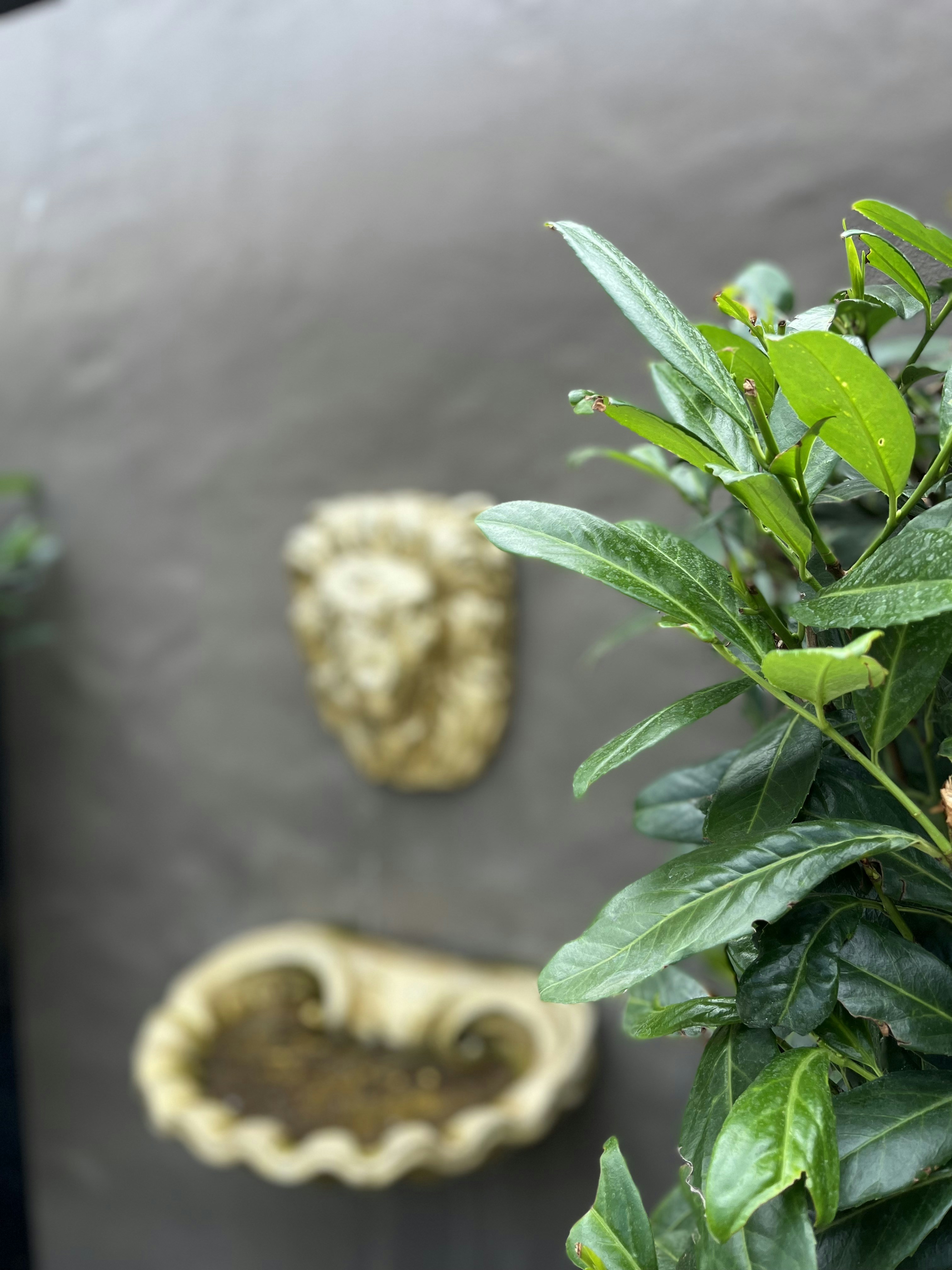 un par de piñas sobre una mesa