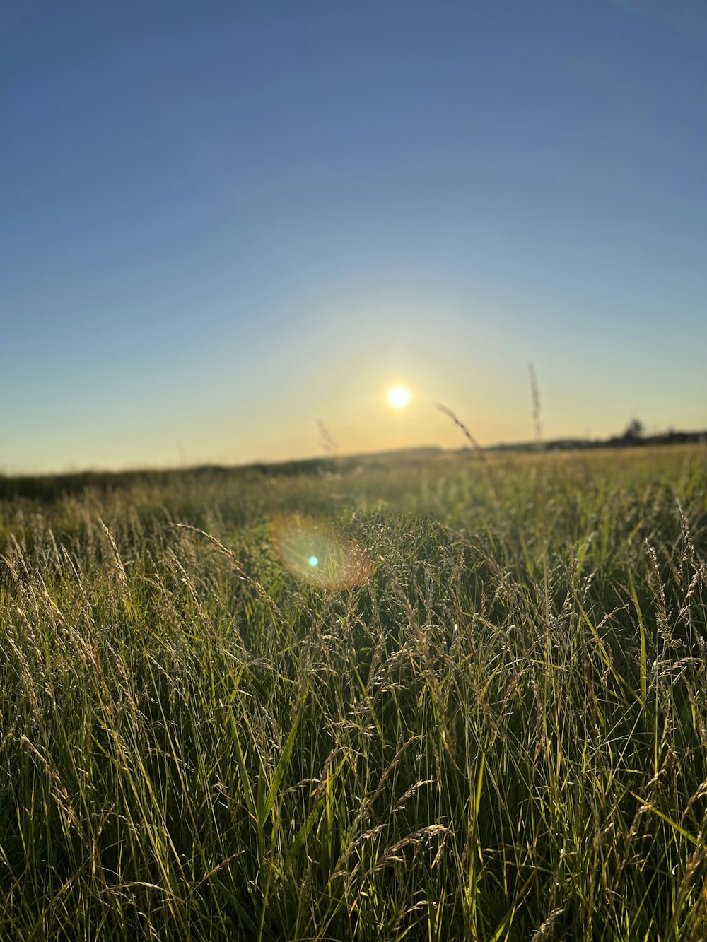a field of grass with the sun in the background