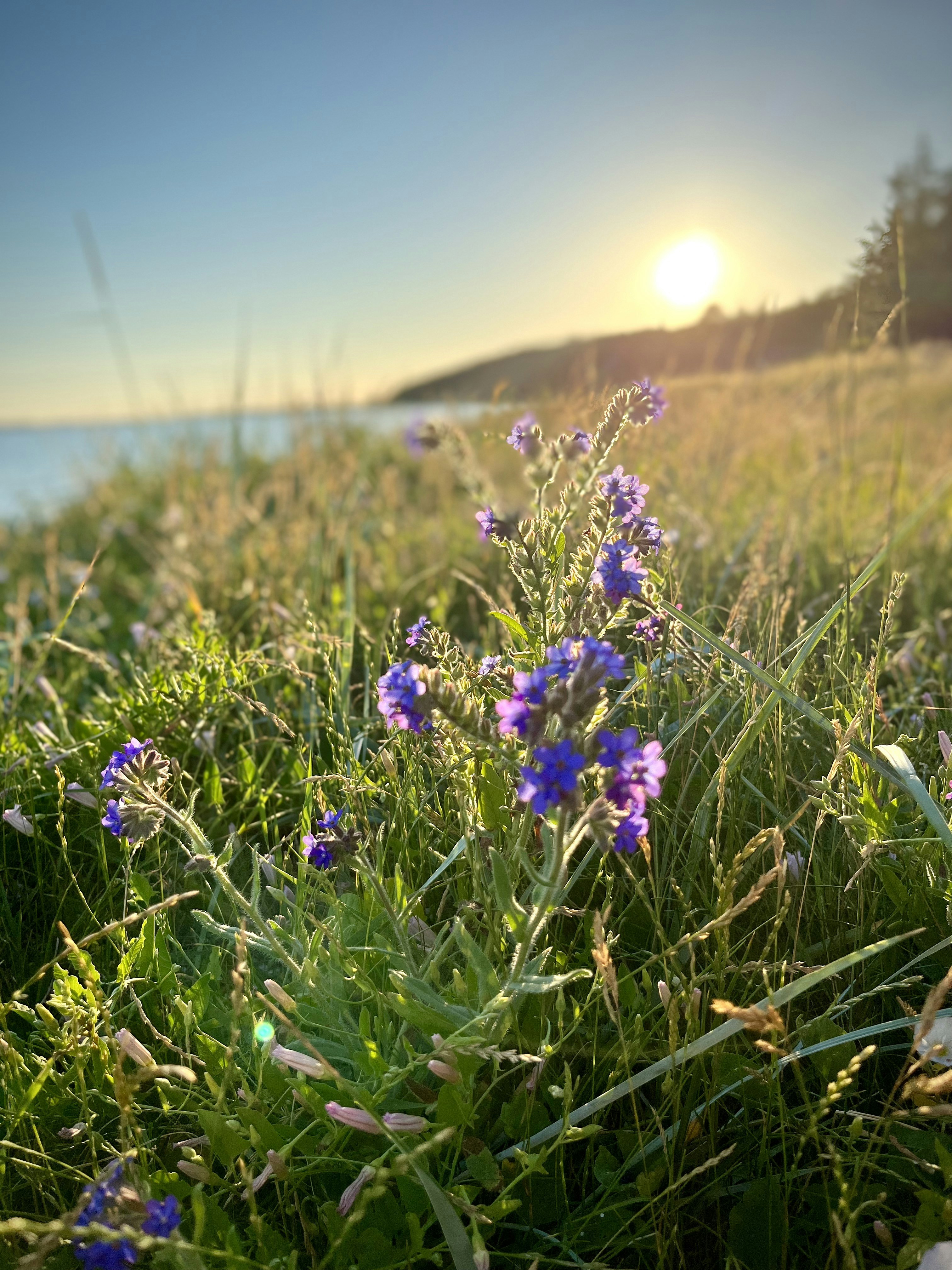 Un campo de flores con el sol de fondo