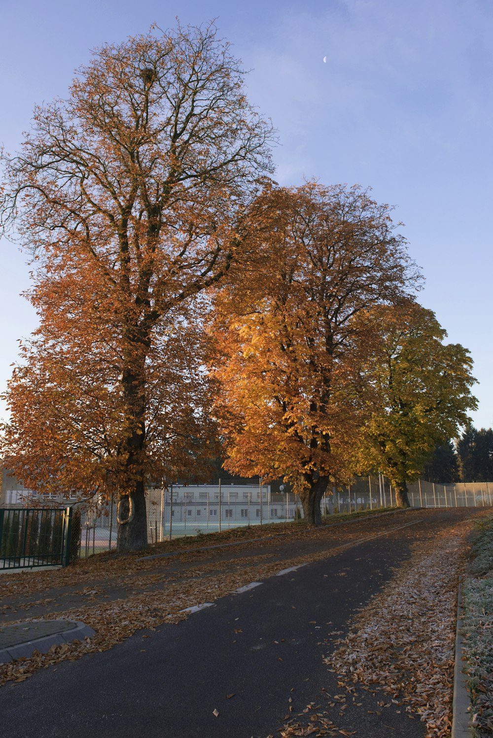 a road with trees on the side