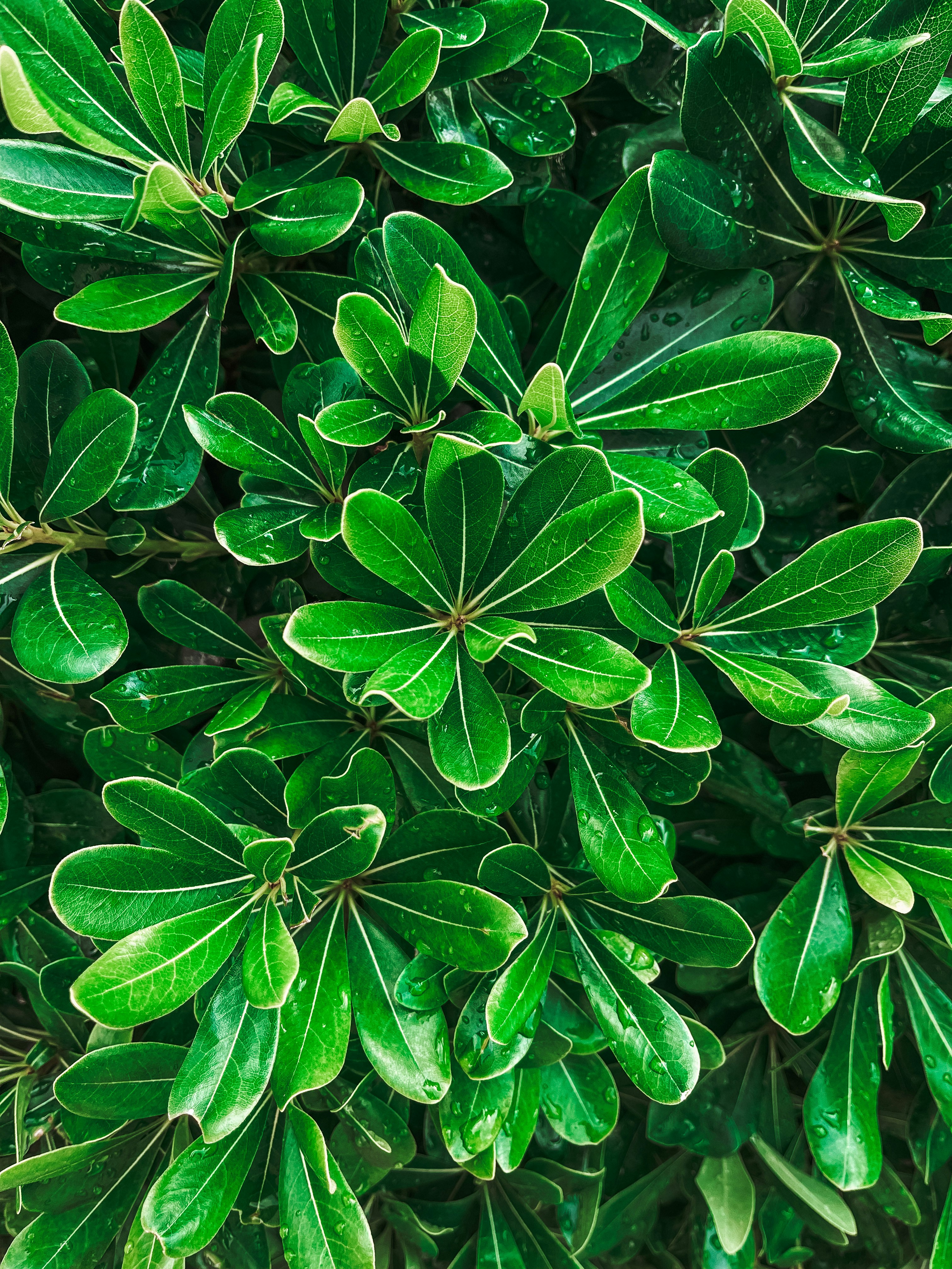 Photo by ullashinami