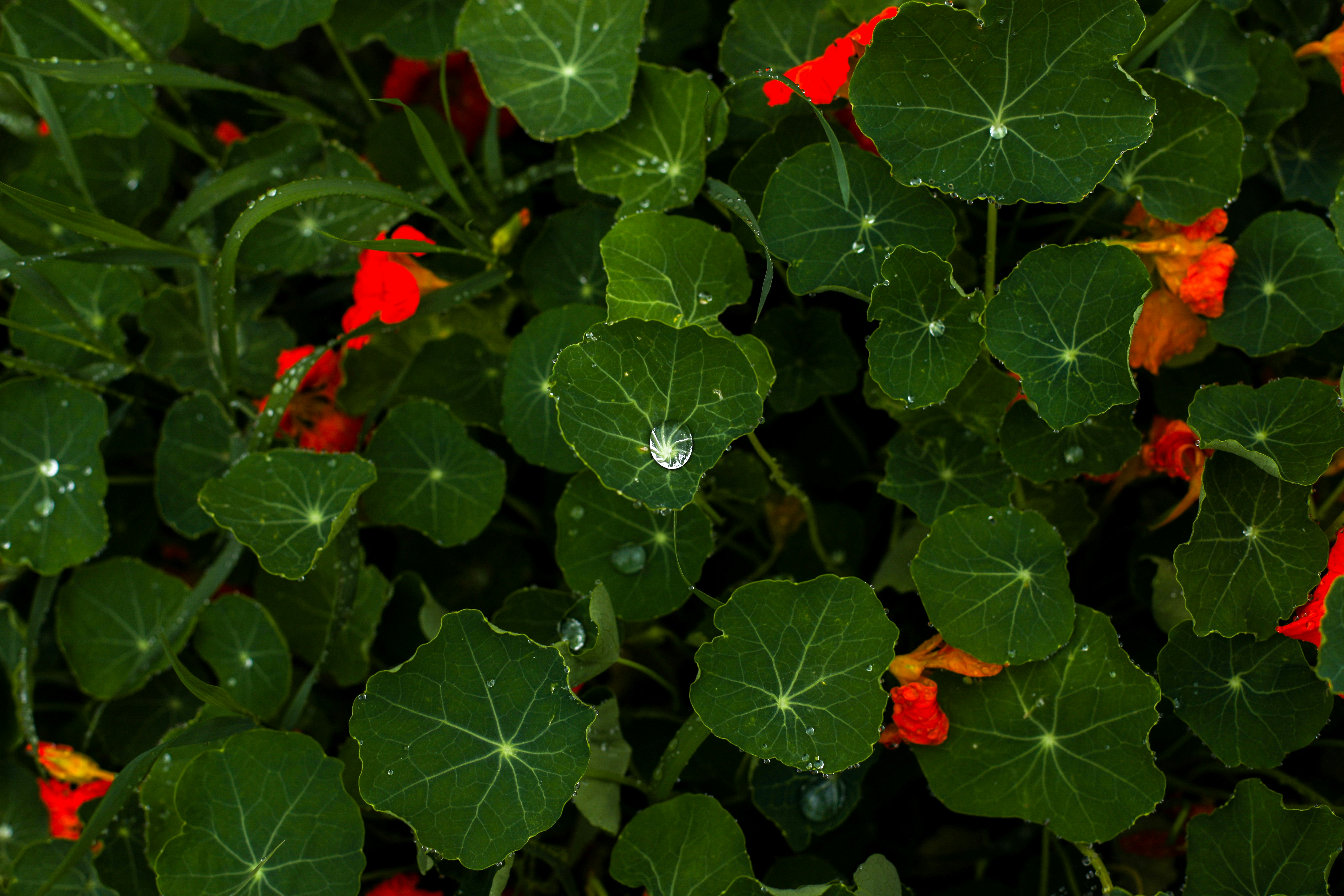 a group of plants with red flowers