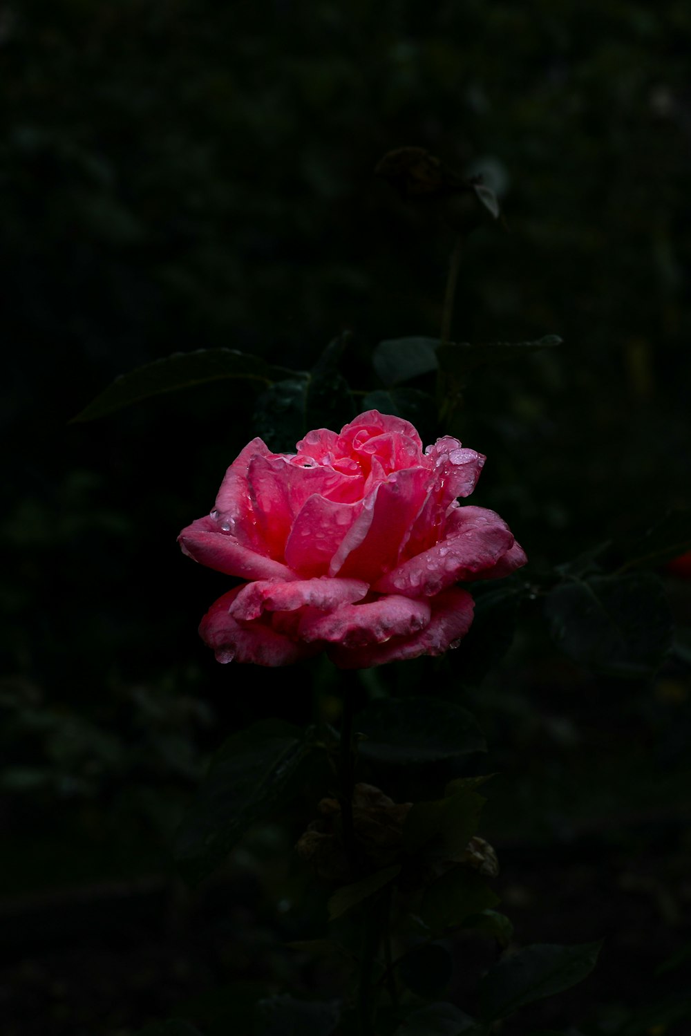 un fiore rosa con foglie verdi