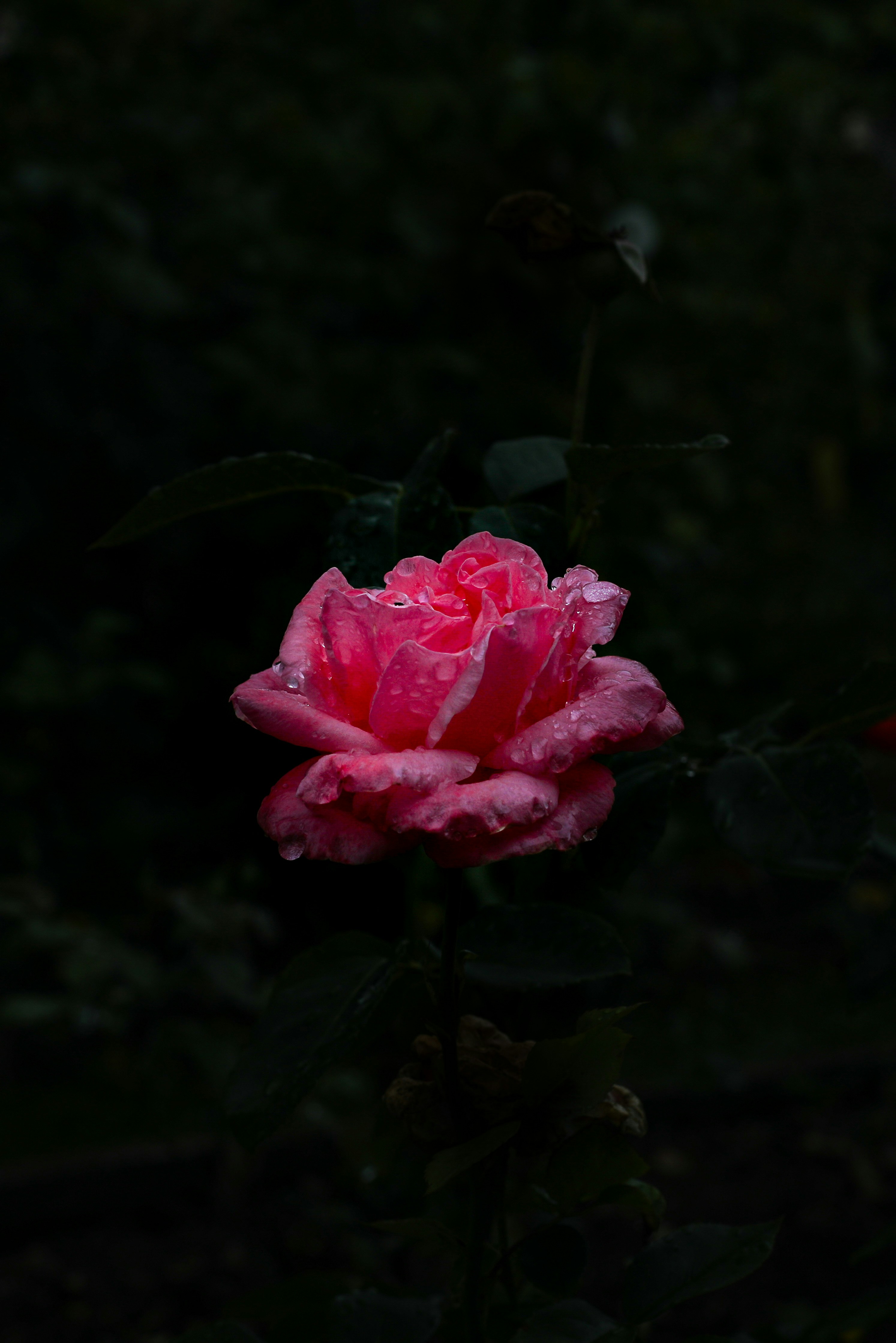 розовая роза в саду