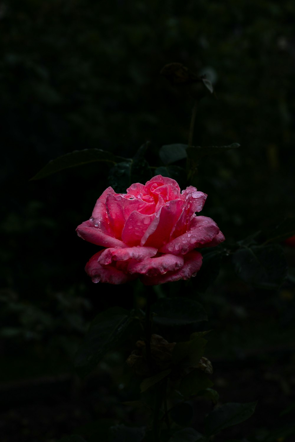 a pink flower with green leaves