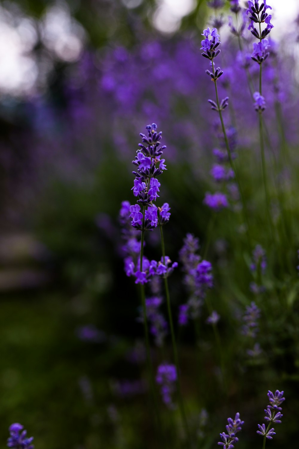 a close up of purple flowers