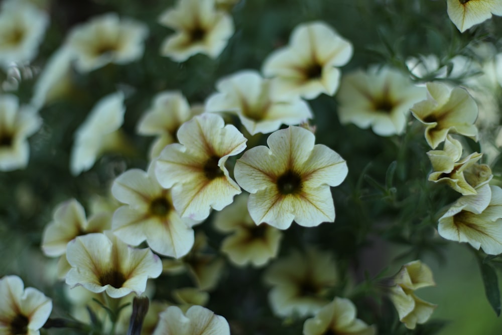 a close up of white flowers