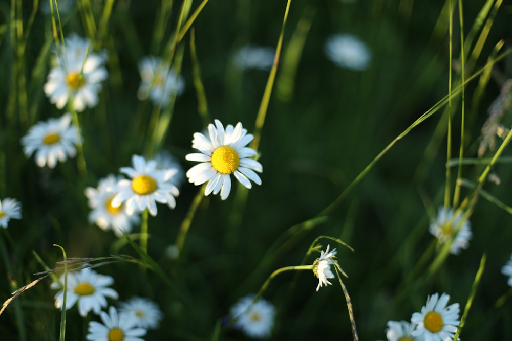 a group of white and yellow flowers
