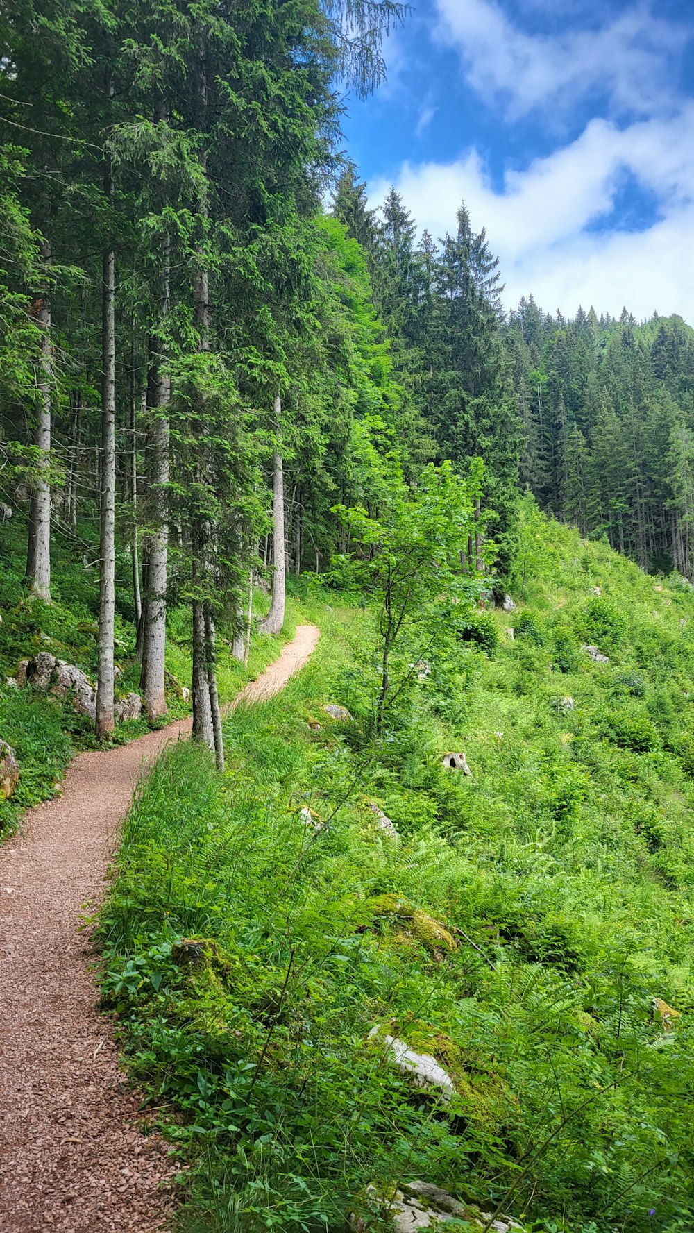 a dirt path through a forest