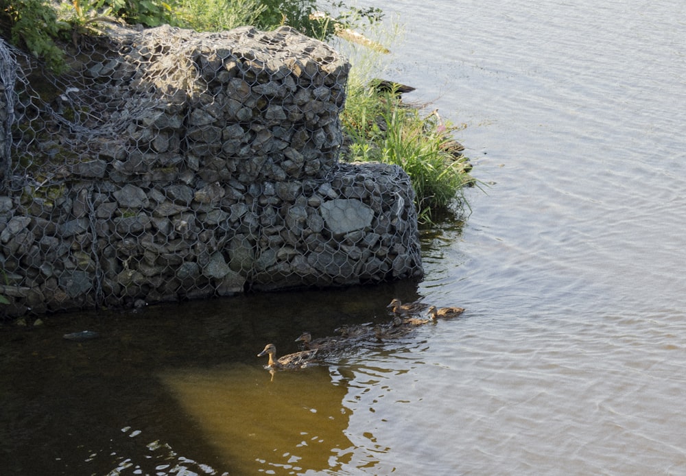 Un grupo de patos nadando en un estanque