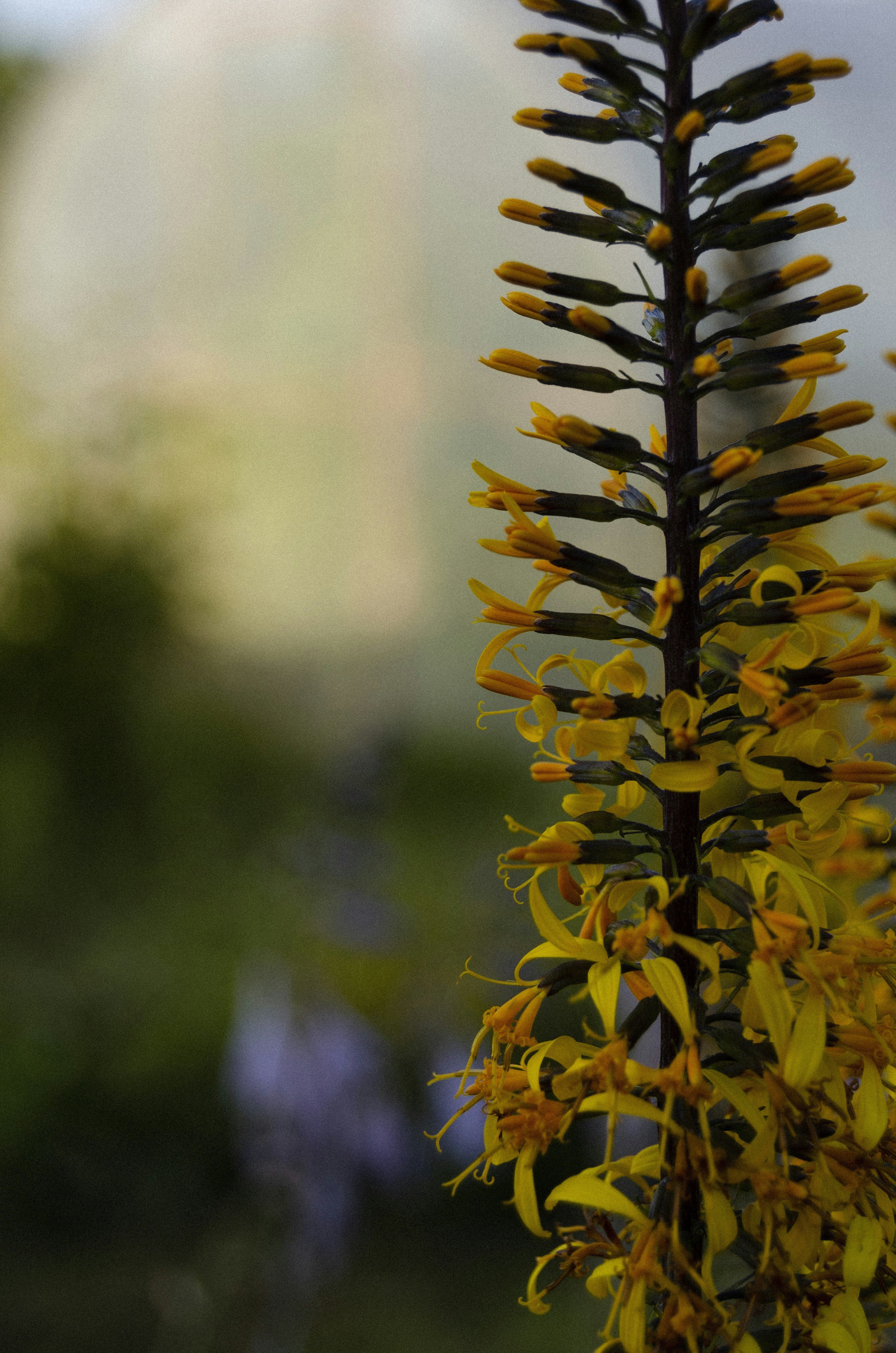 Photo by icevooortex