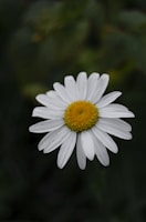 a white flower with yellow center