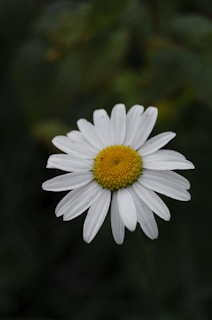 a white flower with yellow center
