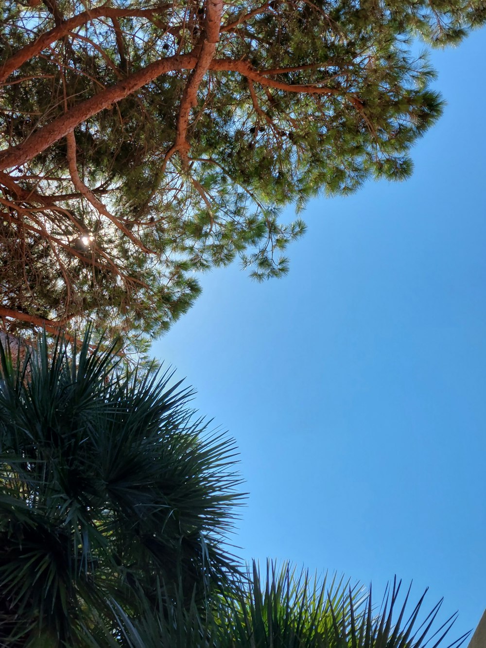 a tree with leaves