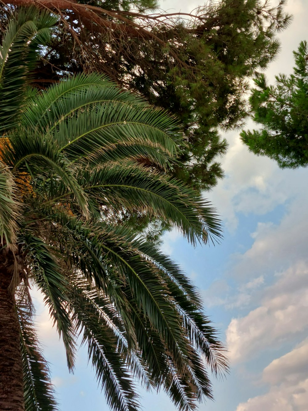 a group of palm trees