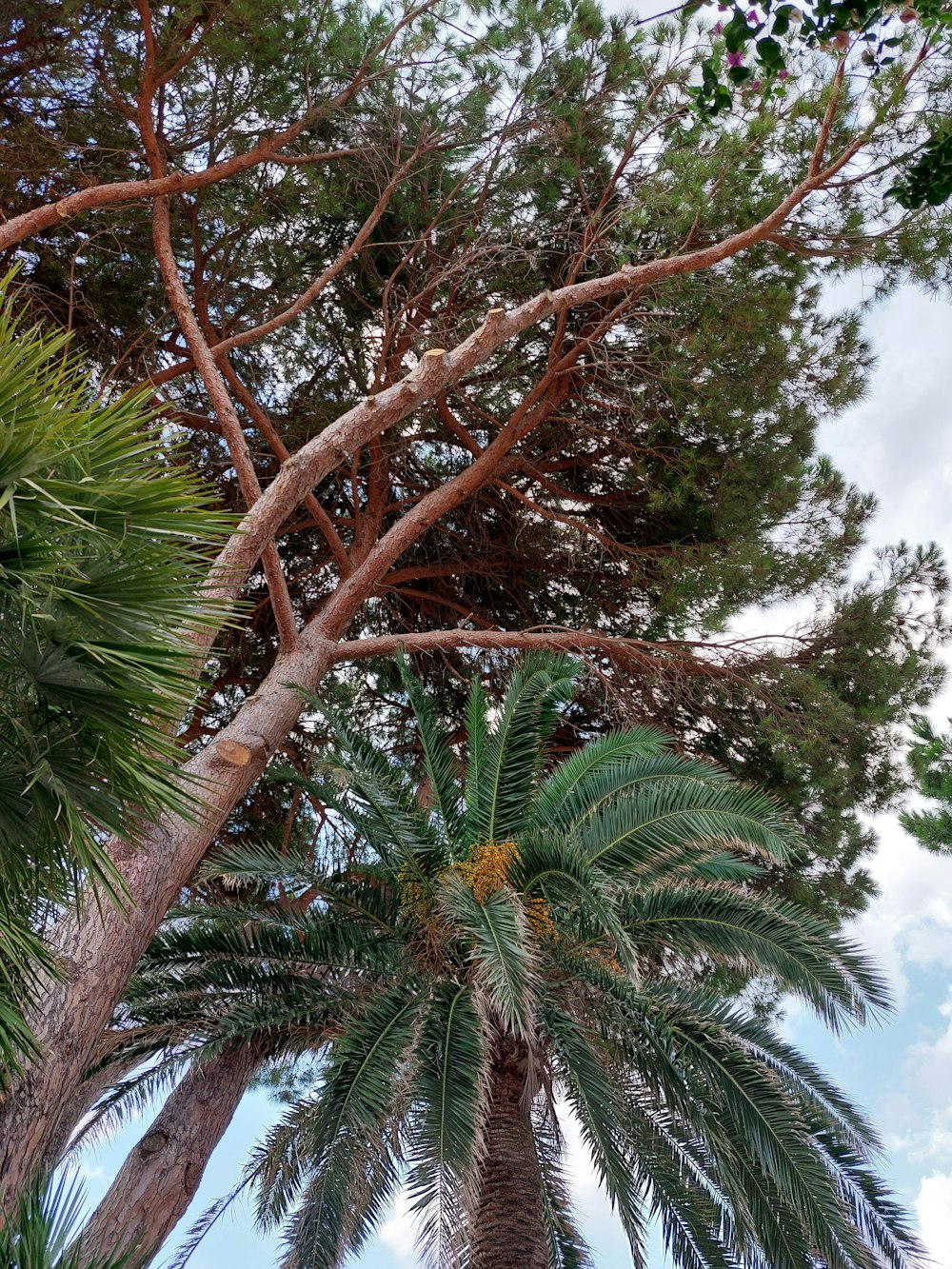 a tree with a large branch