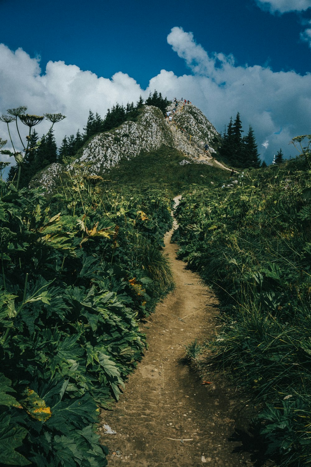 a dirt road in a forest